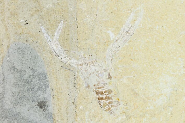 Cretaceous Lobster (Pseudostacus) Fossil - Lebanon #147089